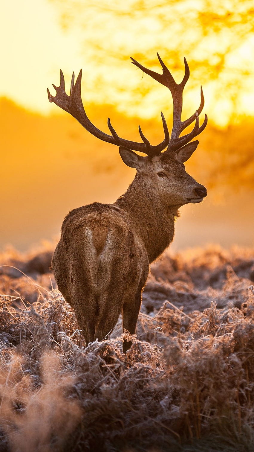 Best of nature. Nature is always beyond our thinking. Wild animal , Deer  graphy, Animals beautiful, Nature With Animals HD phone wallpaper | Pxfuel