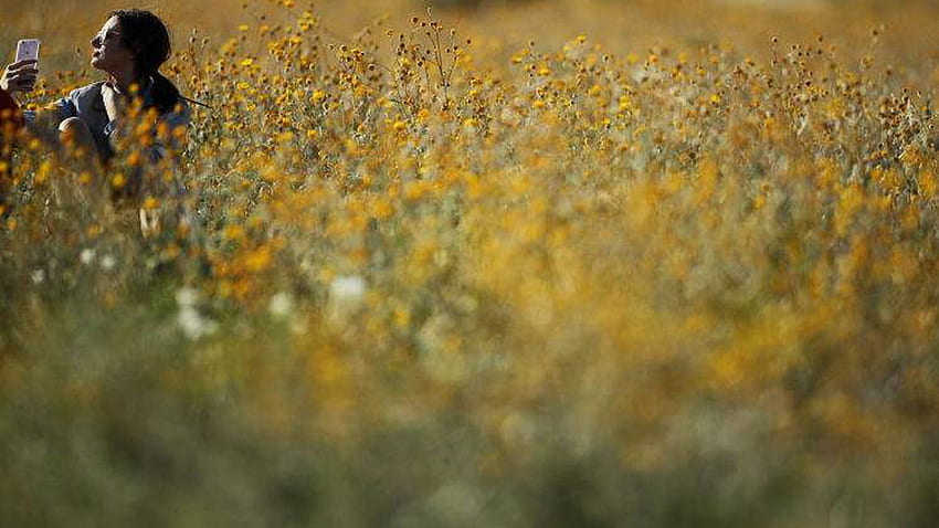 All Eyes gallery: Wildflowers, dormant for years, explode into color across California, Desert Wildflowers HD wallpaper