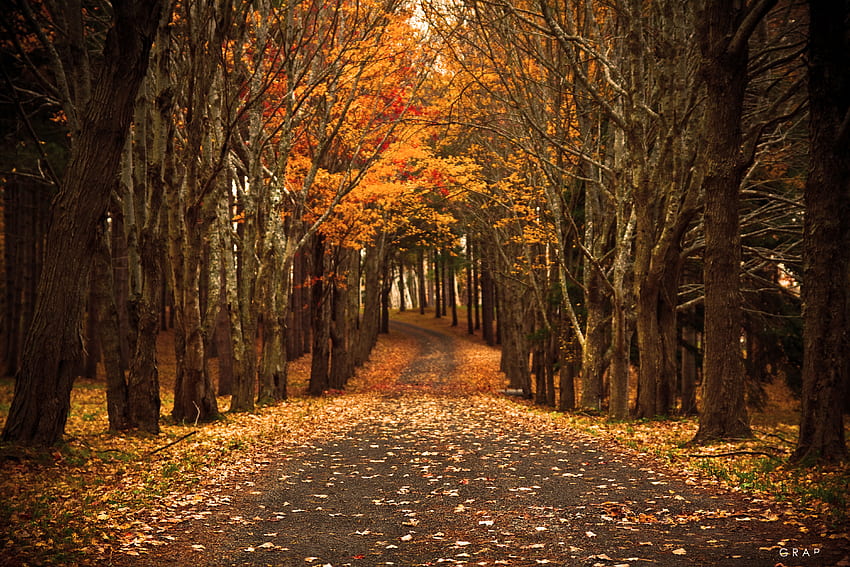 autumn walk, graphy, path, fall, orange, yellow, trees, autumn, nature, forest HD wallpaper
