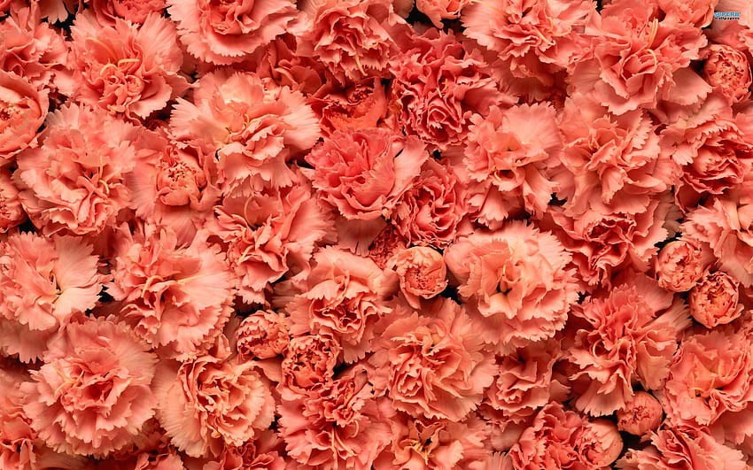 Carnation [] for your , Mobile & Tablet. Explore Carnation . Flowers , Online Flowers Carnations, Desk Toppers, Dior Flower HD wallpaper