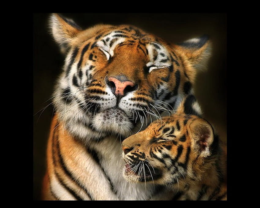 Tigress, white, black, affection, cub, tiger, wild, orange, stripes, mother HD wallpaper