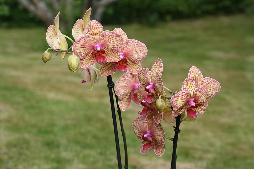 Orchids, plant, botany, tropical, flower HD wallpaper