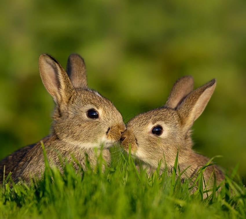 first kiss, bunnies, pets, cute, kiss, nature, grass, little HD wallpaper