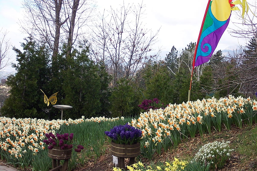 Running Springs, Kalifornia Daffodil Garden, ogród, kwiaty, żonkile Tapeta HD
