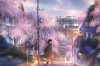 Anime Landscape, Sakura Blossom, Building, Street, Petals for Xiaomi Mi ...