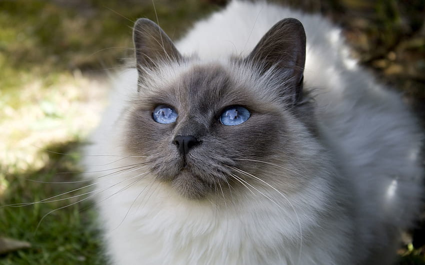 Животни, котка, пухкав, муцуна, сини очи, синеоки HD тапет