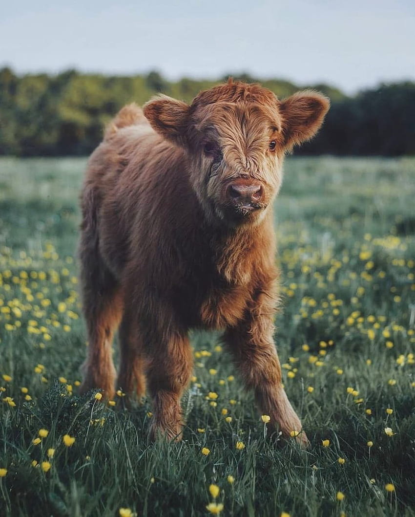 34. ถูกใจ, 519 ความคิดเห็น - Country Living บน Instagram: “วัวเป็นแค่ลูกหมาตัวใหญ่และคุณก็ทำได้ ลูกวัวน่ารัก ลูกวัวปุย ลูกสัตว์ในฟาร์ม วอลล์เปเปอร์โทรศัพท์ HD