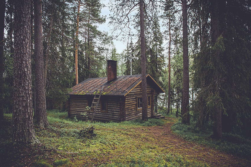자연, 여름, 숲, 작은 집, 별장 HD 월페이퍼