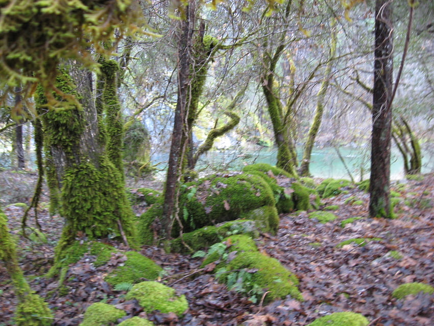 mossy oaks, trees, oaks, forest, moss HD wallpaper