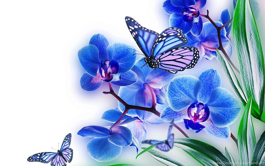 Farfalla Fiori Blu Con Farfalla, Fiori Blu Reale Sfondo HD