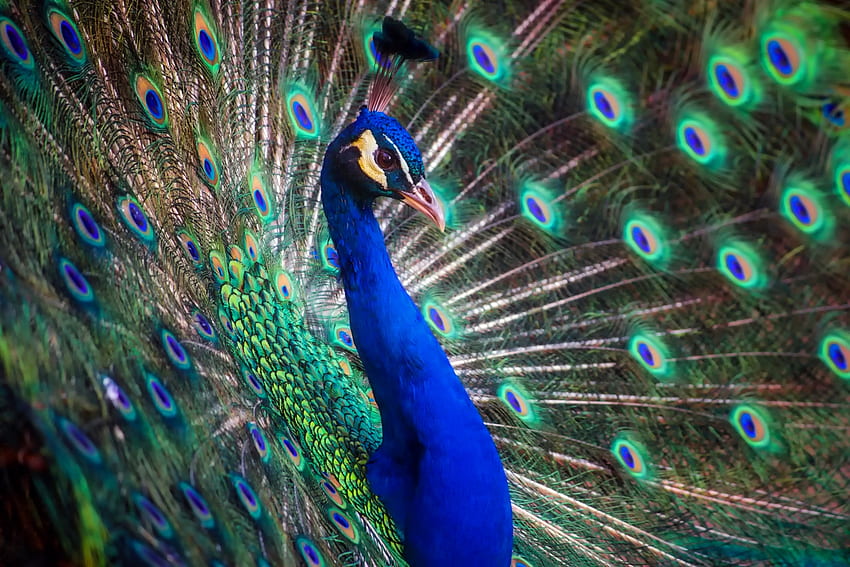 Peacock, blue, feather, paun, bird, green, pasare HD wallpaper