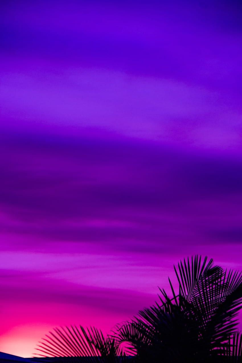 Purple : [HQ], Pink and Purple Nature HD phone wallpaper