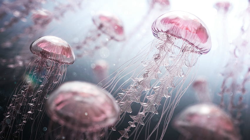 งานศิลปะดิจิทัล Pink Jellyfish และสต็อก วิชวลโคเคน วอลล์เปเปอร์ HD