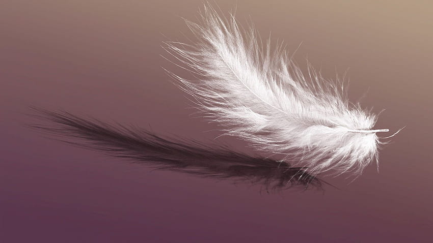 Single White Feather Collection [] for your , Mobile & Tablet. Explore Feathers Falling . Feathers Falling , Peacock Feathers , Bing Feathers HD wallpaper
