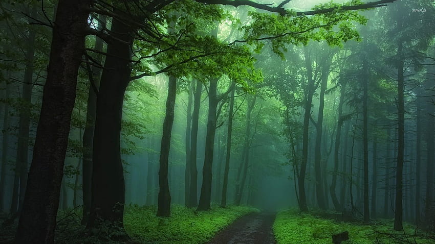 Green foggy forest - Nature HD wallpaper | Pxfuel