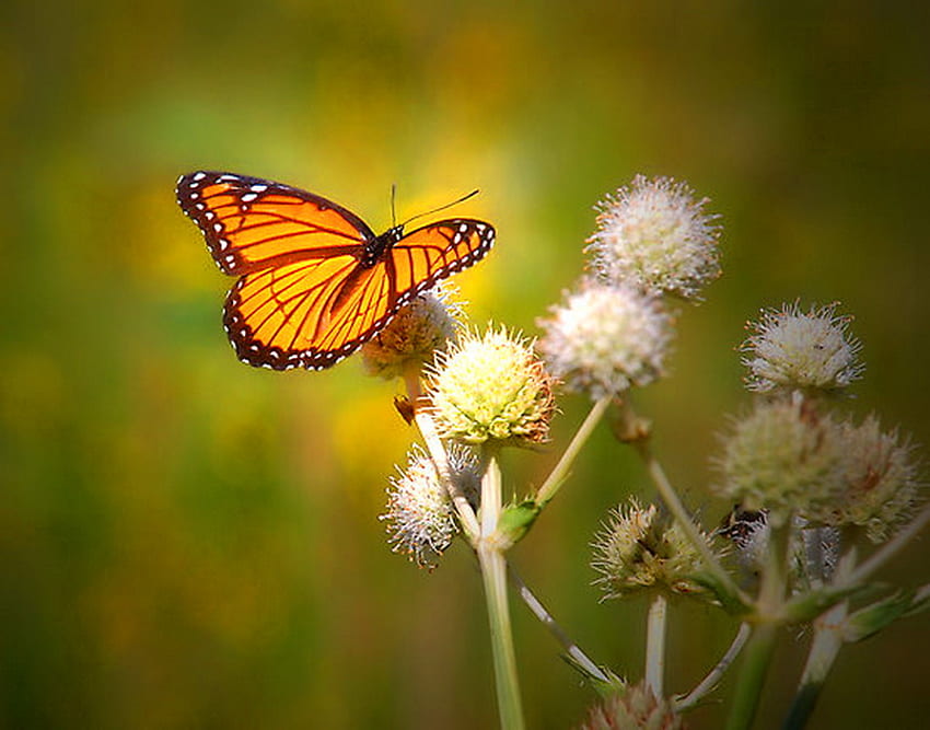 Rozwiń skrzydła, skrzydła, monarcha, czerń, roślina, światło słoneczne, motyl, pomarańcza, oset Tapeta HD