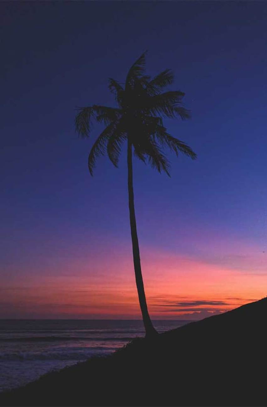 Coconut tree indigo and orange sky - Idea , iPhone , Color Schemes, Coconut Palms HD phone wallpaper