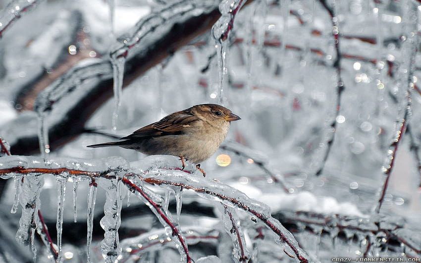Сиви зимни птици HD тапет