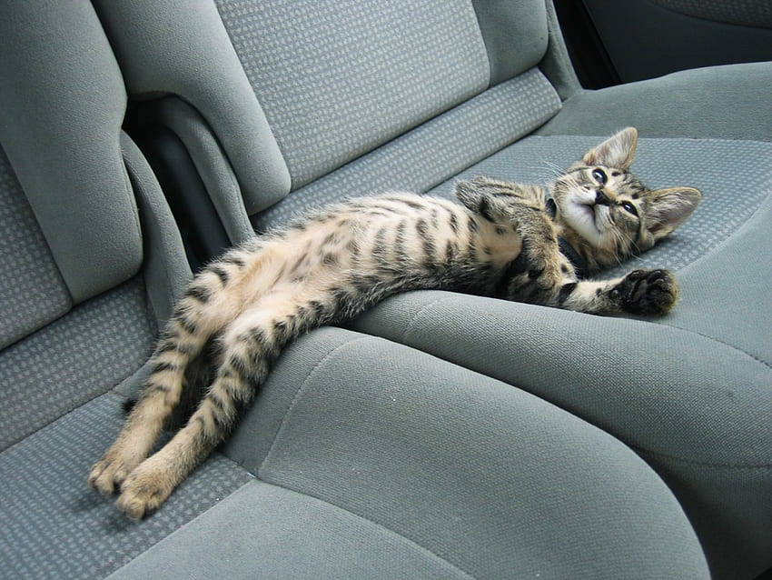 Sangat Lelah!, Santai, anak kucing, mobil, imut, kucing, lucu Wallpaper HD