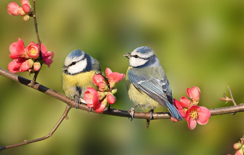gałązka, Ptaki, kwiaty wiosenne dla , sekcja, Cute Bird Spring Tapeta HD