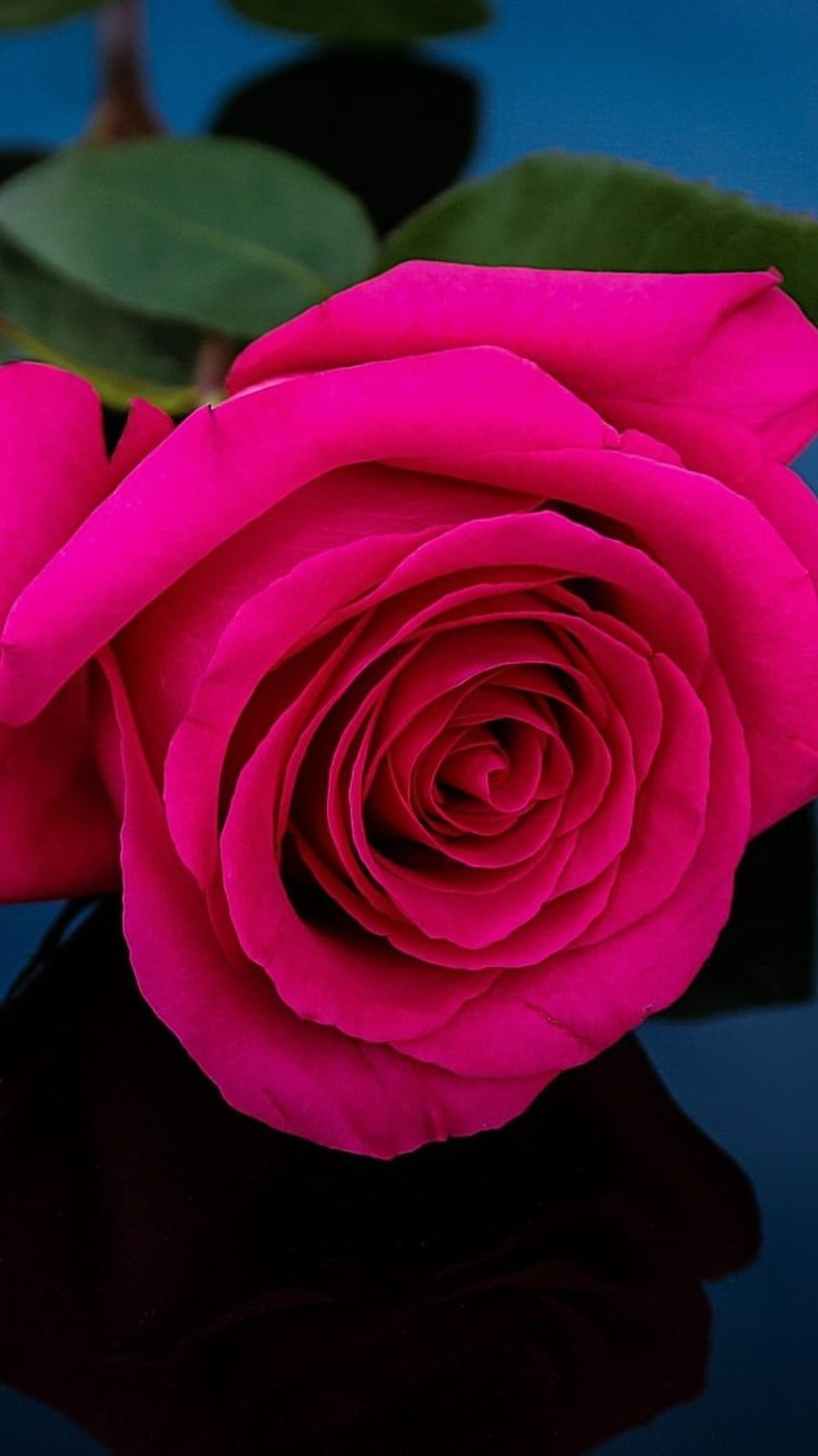 Light Pink Rose Background Backgrounds | JPG Free Download - Pikbest