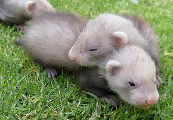 Download wallpaper 800x1200 ferret grass sit look out iphone 4s4 for  parallax hd background