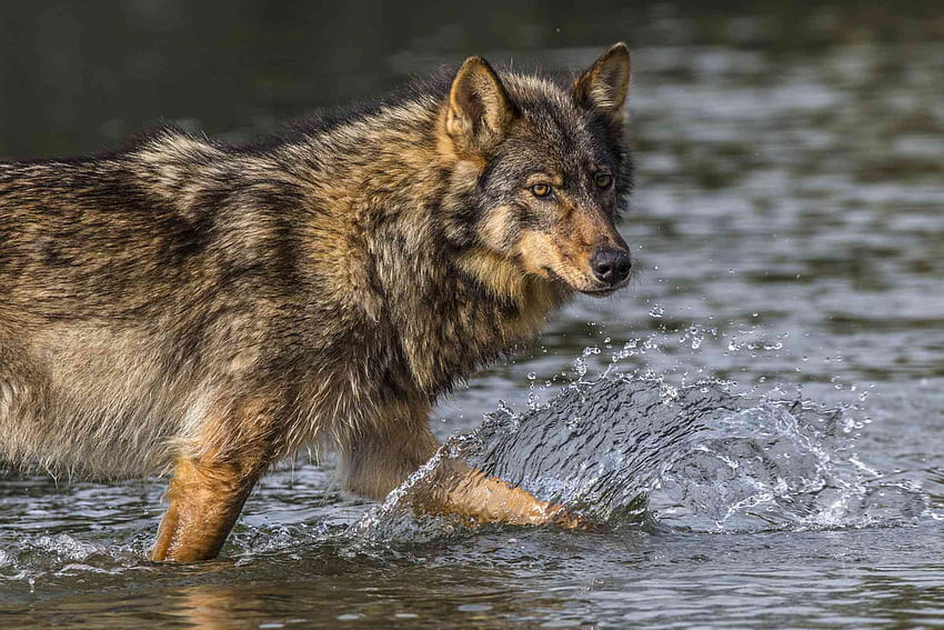 British Columbia Wolf, columbia, british, wolf, water HD wallpaper