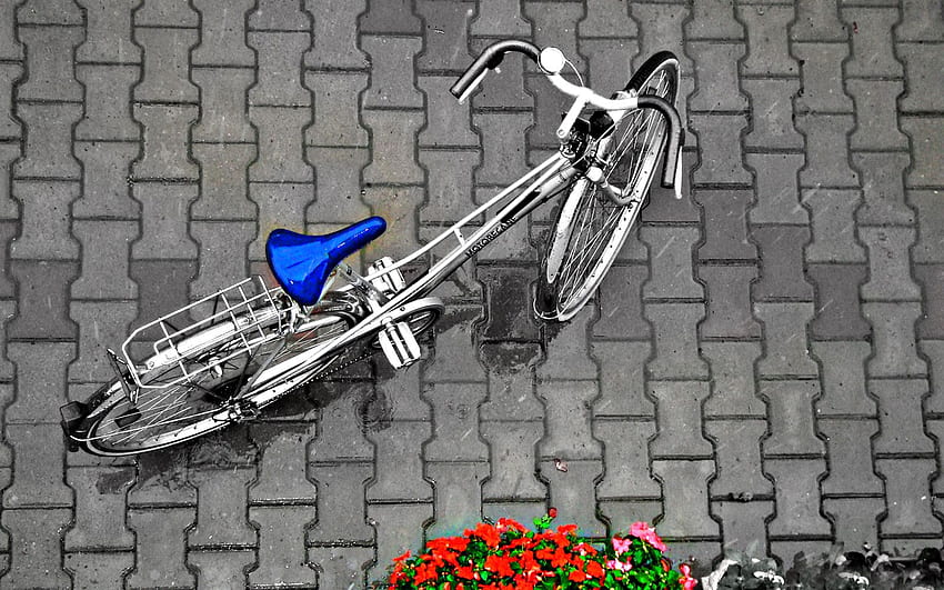 Vintage Bicycle graphy [] for your , Mobile & Tablet. Explore Bicycles and Flowers. Cycling , Biking for HD wallpaper