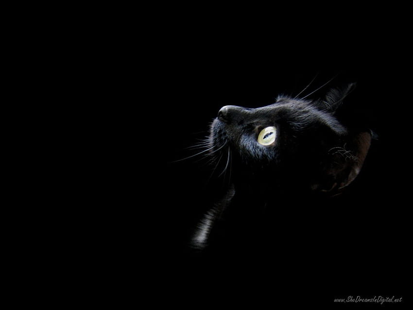 Black Cat, Digital Cat HD wallpaper