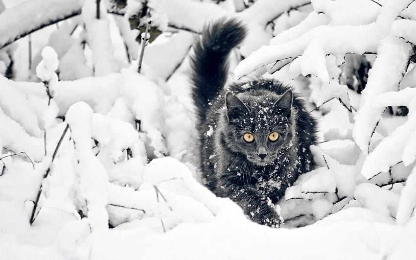 Zwierzęta, śnieg, kot, puszysty, gałęzie, polowanie, polowanie Tapeta HD
