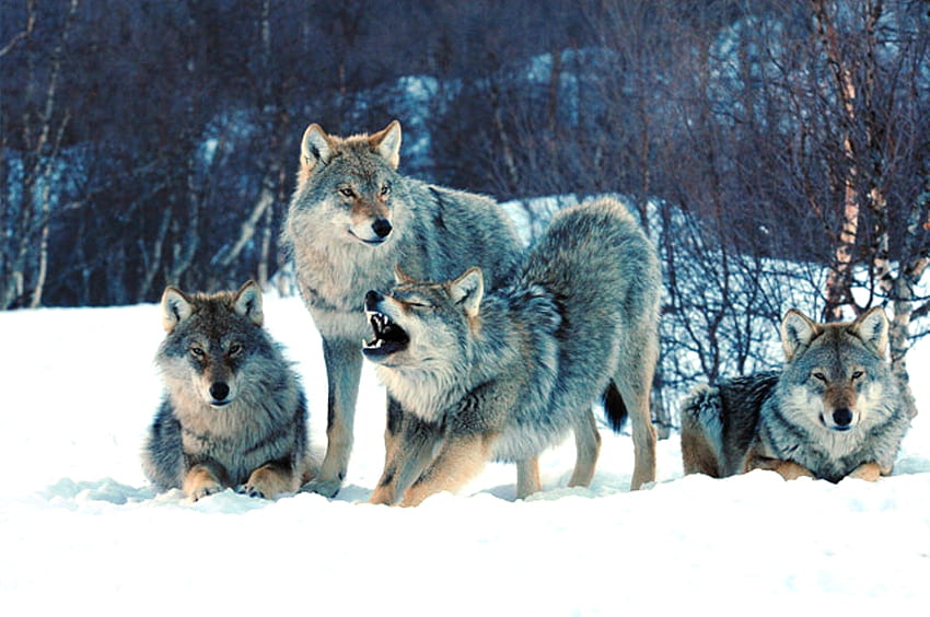 Pack of Gray Wolves, animal, dog, gray, snow, nature, wolf HD wallpaper