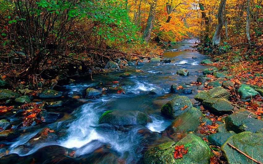 ป่าลำธาร ลำห้วย ตะไคร่น้ำ ลำธาร ป่าไม้ หิน ใบไม้ สีน้ำตาล สวย เขียว ฤดูใบไม้ร่วง ธรรมชาติ น้ำ วอลล์เปเปอร์ HD