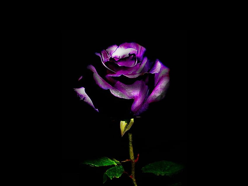 Flowers: Purple Rose Beautiful completa para 16: 9 High fondo de pantalla