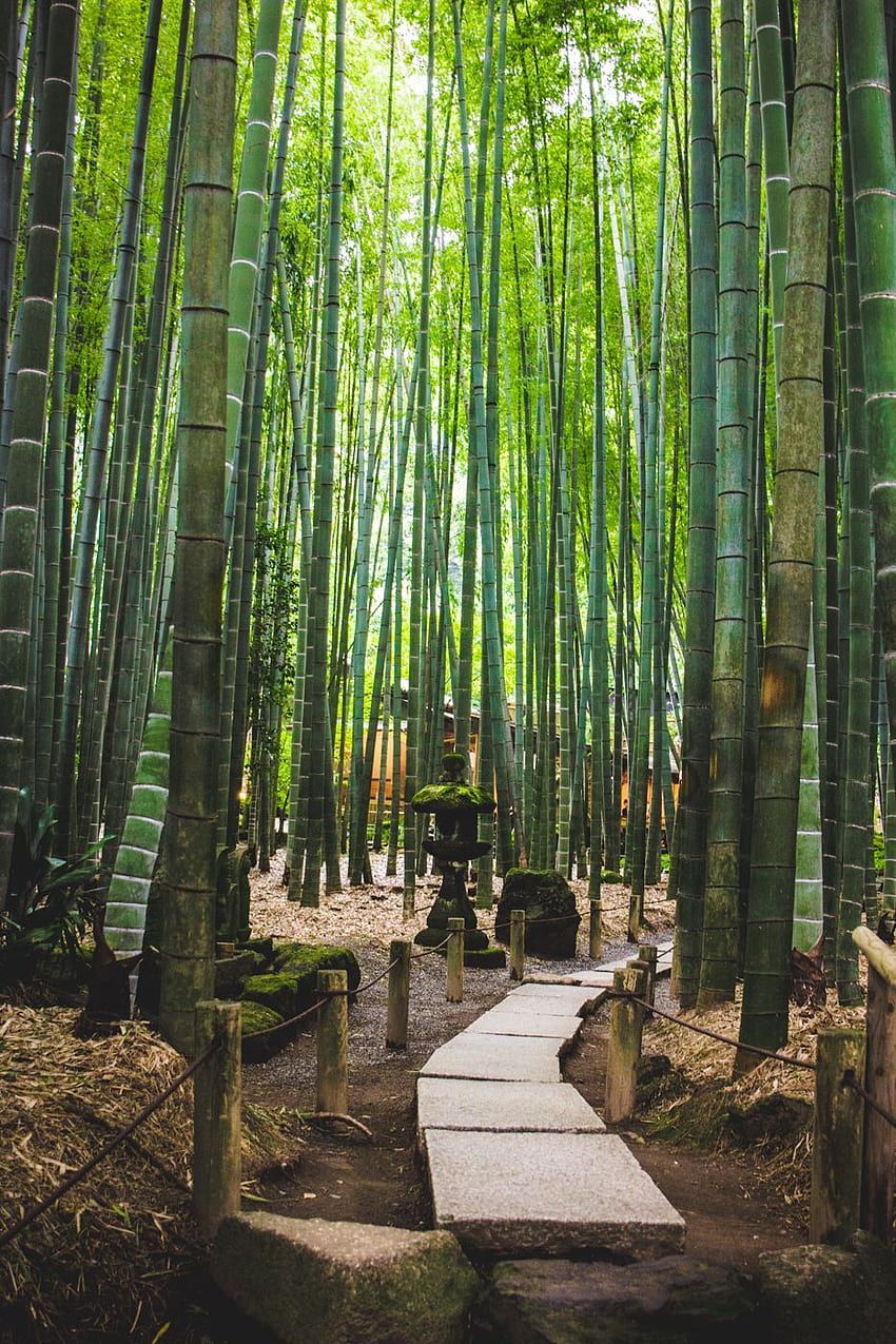 Kamakura'daki Hokokuji Tapınağı. Japonya tapınağı, Bambu ormanı japonya, Kamakura HD telefon duvar kağıdı