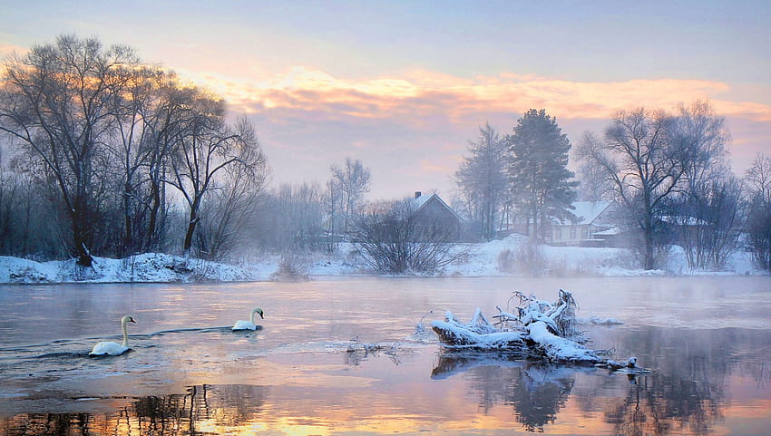 Winter Lake of Swans at Sunrise, White, winter, house, birds, awesome, lightness, colors, misty, houses, Pink, reflections, sunrise, scenery, fog, Nice, animals, snow, bright, foggy, trees, reflex, sunset, mirror, sunshine, cold, landscape, Black, country, lake, panorama, multicolor, icy, view, nature, trunks, ice, blue, sunny, colorful, natural, graphy, gold, beauty, mist, , countries, scenic, amazing, , golden, Gray, multicolored, scene, frozen, beautiful, seasons, swans, hop, lights, branches, cool, brightness, splendor HD wallpaper