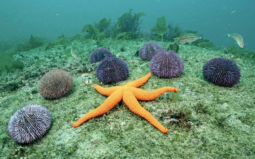 orange starfish, starfish, aneme, grass, ocean HD wallpaper