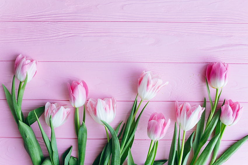 tulipán, flores, fresco fondo de pantalla