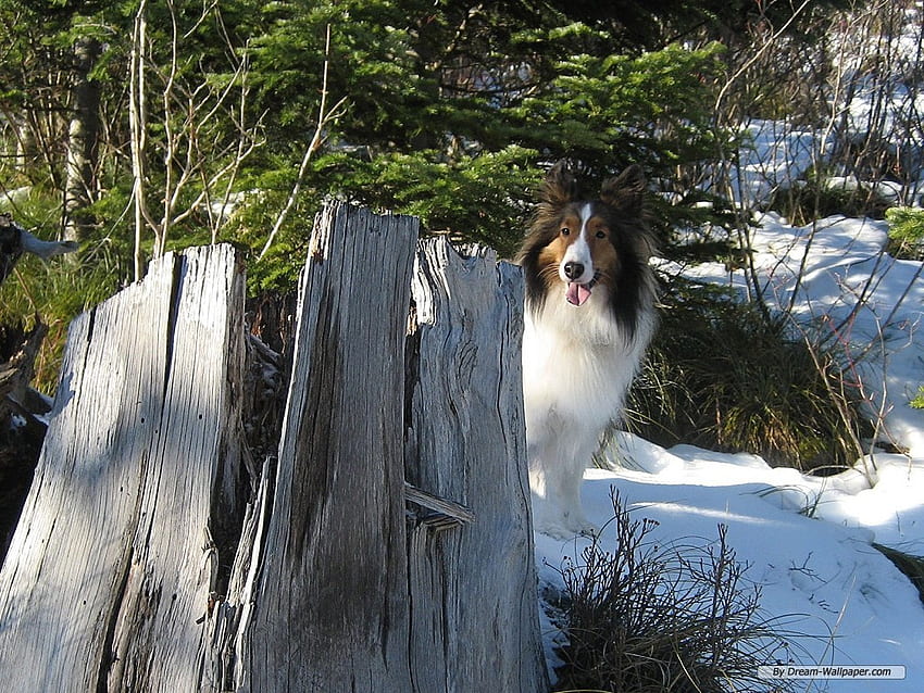 playing hide and go seek, coat, beautiful, friendly, collie HD wallpaper