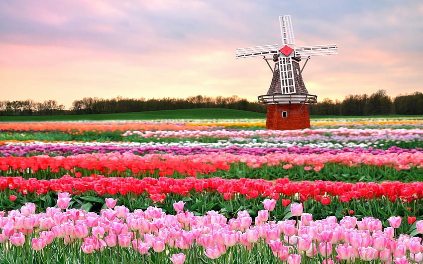 Ogrody Keukenhof 2014 . Pola tulipanów Holandia, tulipan Tapeta HD