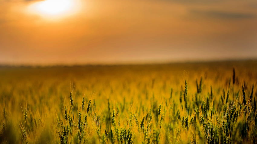 agriculture, cereal, corn farm, sunset, , u 16:9, , , background, 9333 HD wallpaper