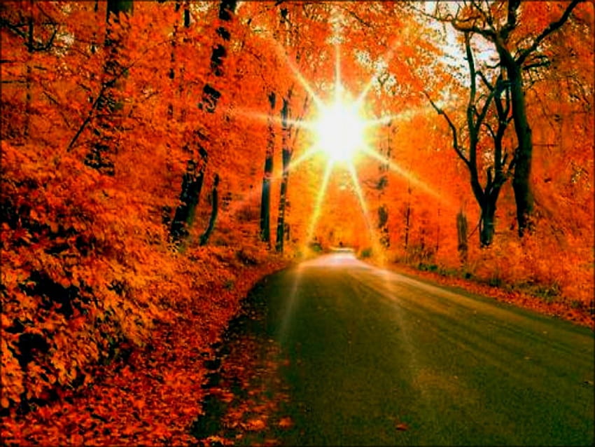 Autumn Sunset, pohon, musim gugur, jalan, alam, matahari terbenam Wallpaper HD