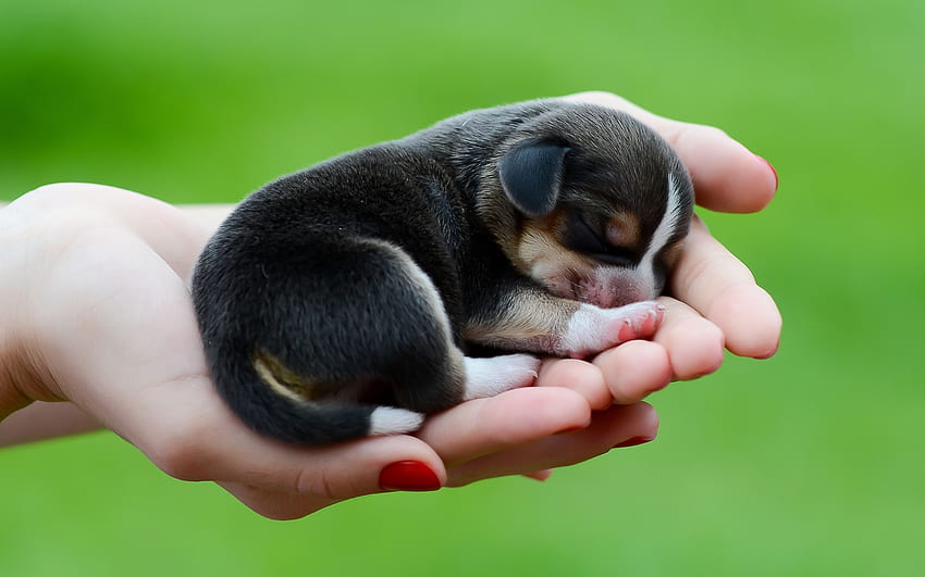 Śliczne szczenięta rasy beagle - nowo narodzone szczenię rasy beagle Tapeta HD