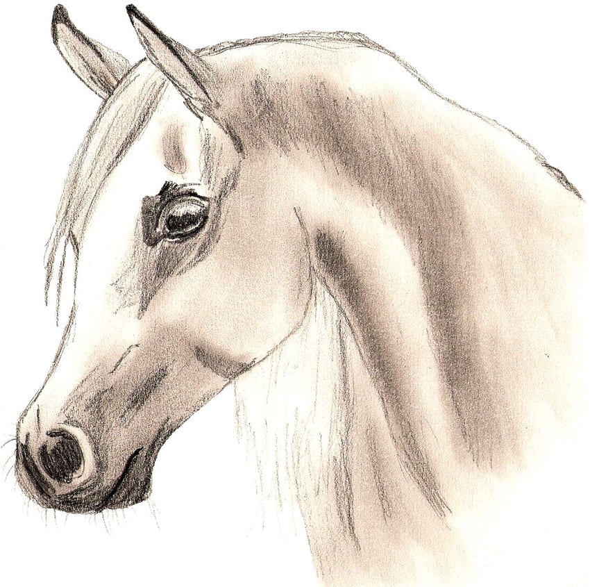 Arabischer Pferdekopf, Pferdezeichnung HD-Hintergrundbild