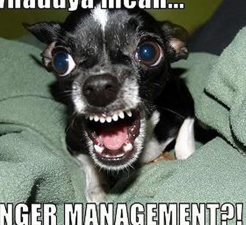 Anger Management, dogs, cats, anger, animals HD wallpaper