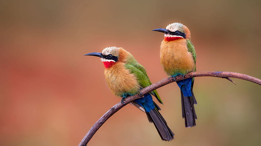 Deux oiseaux guêpiers sont debout sur un bâton dans des oiseaux d'arrière-plan flou coloré Fond d'écran HD