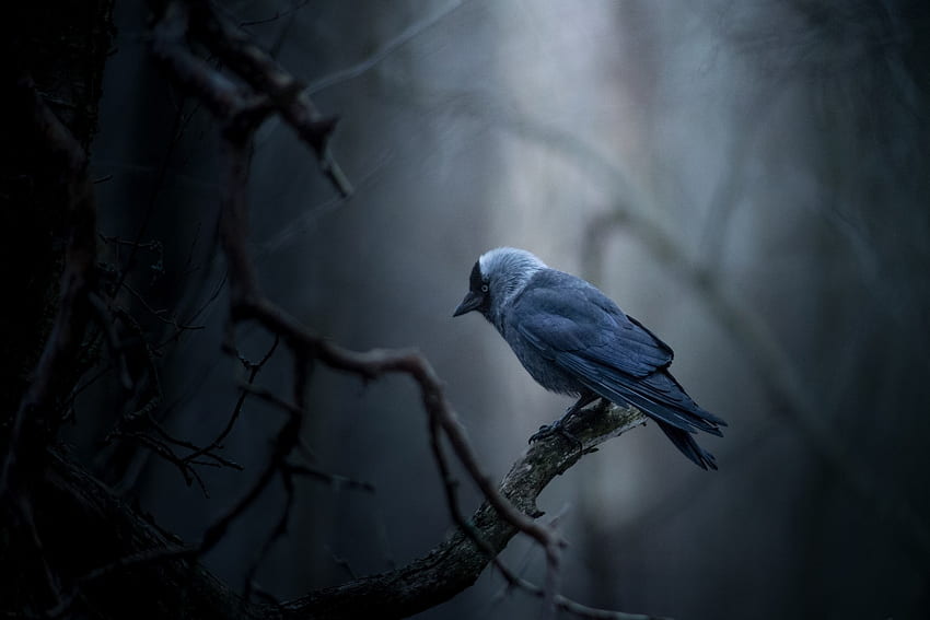 The lonely Bird!, animal, other, nature, bird HD wallpaper