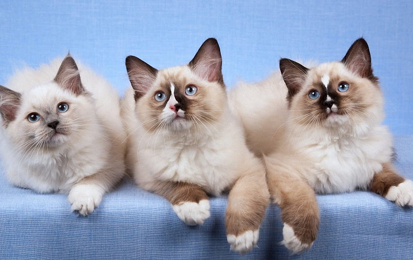 Three ragdoll cats, animal, ragdoll, kitten, cat HD wallpaper