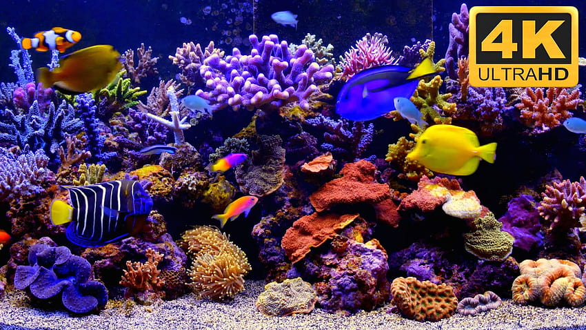 LA MEILLEURE vidéo d'aquarium ***** Économiseur d'écran TV d'aquarium, Ultra Aquarium Fond d'écran HD