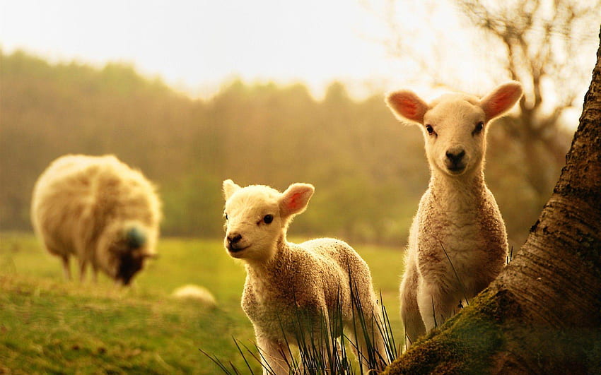 Baby Farm Animals , Livestock HD wallpaper
