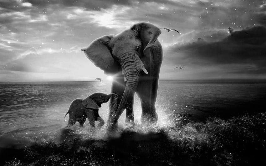 Pin von RAJKUMAR JAISWAL auf Elefantes y Leonés. Elefant tapete, Elefanten, Elefant zeichnung, Elephant Black and White Tapeta HD